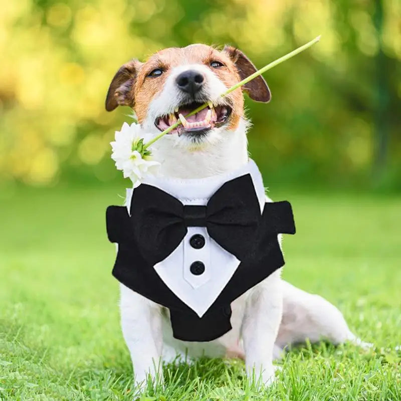 Dog Tuxedo For Small Dogs Dog Prince Wedding Bow Tie Shirt With Traction Rope Dog Outfit Wedding Attire Dog Formal Tuxedo Puppy