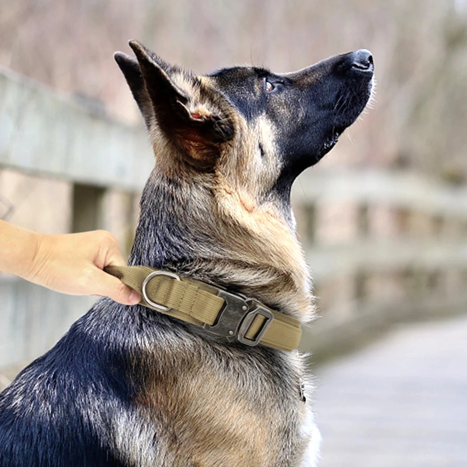 High-Quality Durable Military Tactical Collar and Bungee Leash Set for Medium and Large Dogs - Crafted with Top-Quality Rugged N